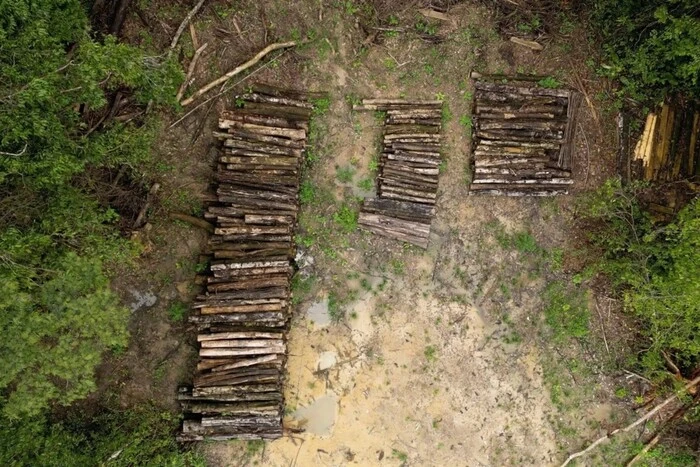 Tree chopping in the Amazon forests