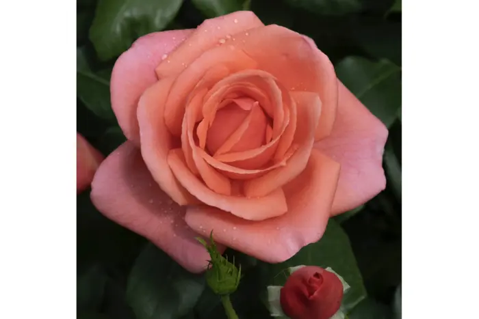 Rose in honor of the Princess of Wales