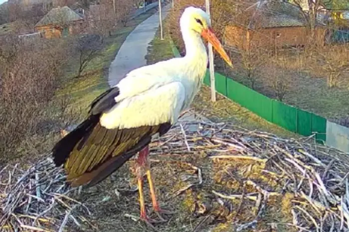 Stork Hrytsko has returned to its nest in Poltava region