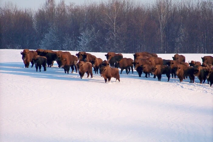 Census of wild animals in Vinnytsia region