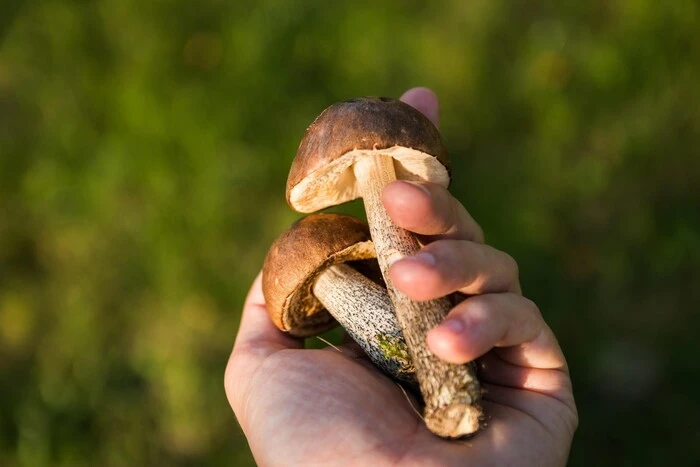 A family was poisoned by mushrooms