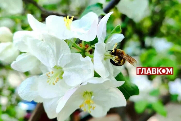 Місцями дощі та до +17°: прогноз погоди на 14 травня