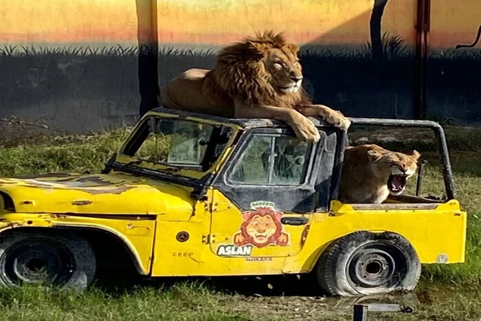 A lion escaped from a zoo and attacked a man in a Turkish resort town