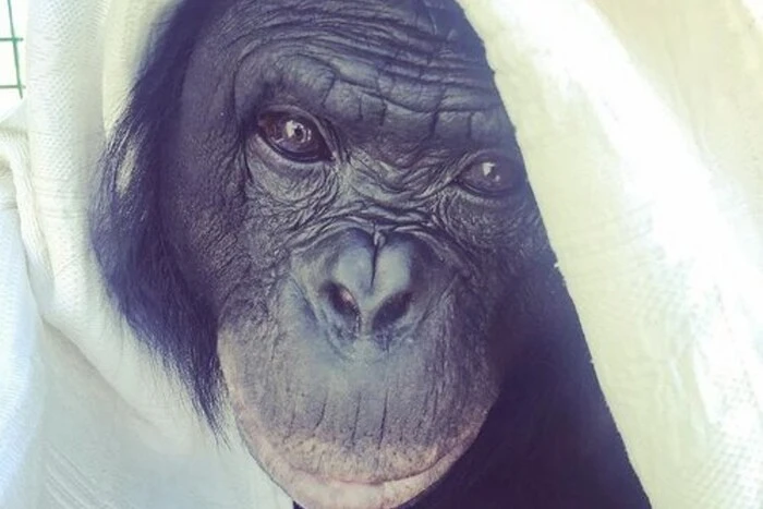 A blue chimpanzee in a tuxedo playing video games