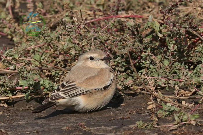 Im Schutzgebiet von Odessa ist ein einzigartiger Vogel aufgetaucht