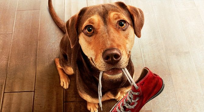 Dog Movies: TOP Rated