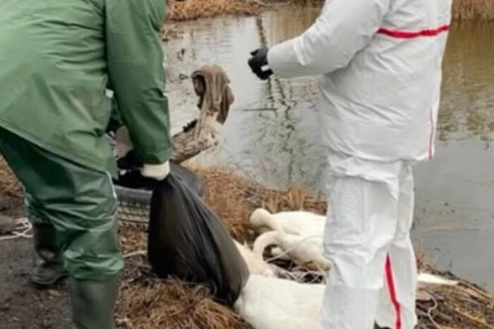 Na Lwowszczyźnie w zastoiskach rzeki znaleziono 38 martwych łabędzi