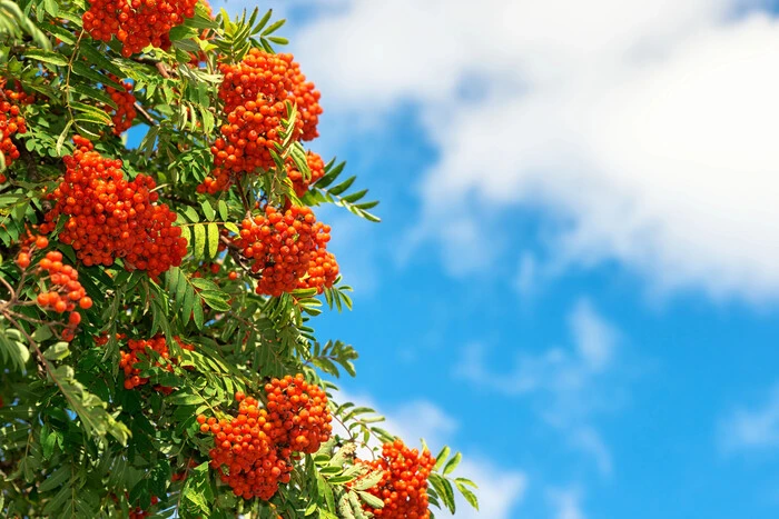 23. September: Welcher Feiertag ist heute, Traditionen und Verbote