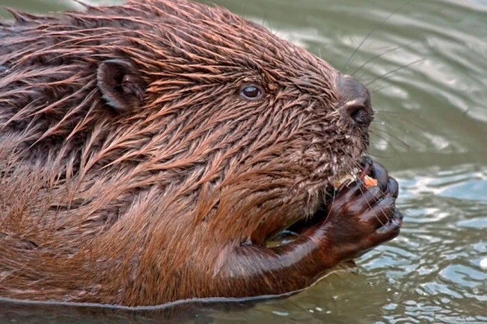 Picture of beavers building a dam