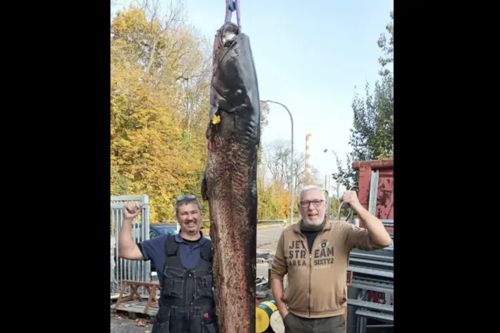 Fishermen played with a big catfish