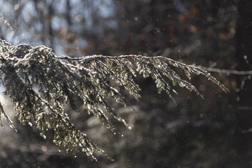 Frost und Glätte: Der Hydrometeorologische Dienst berichtet über das Wetter in der Region Kiew