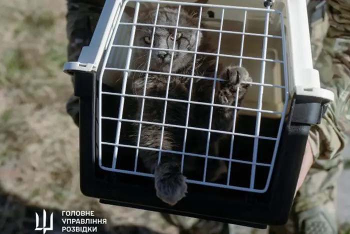 Evacuation of 15 cats and kittens from Zmiinyi Island