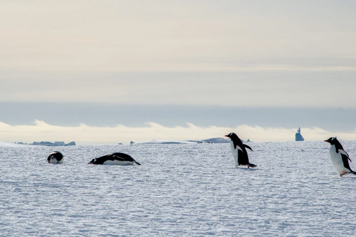 Group of polar explorers observing the phenomenon