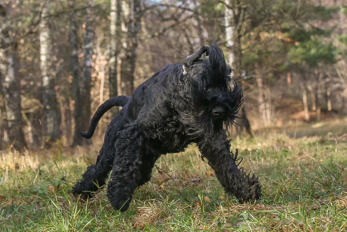 Unknown creature in Rivne region