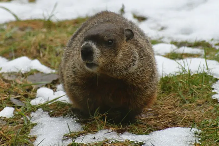 Tag der Murmeltiere 2025: Geschichte des Feiertags und interessante Fakten über die «Meteorologen»