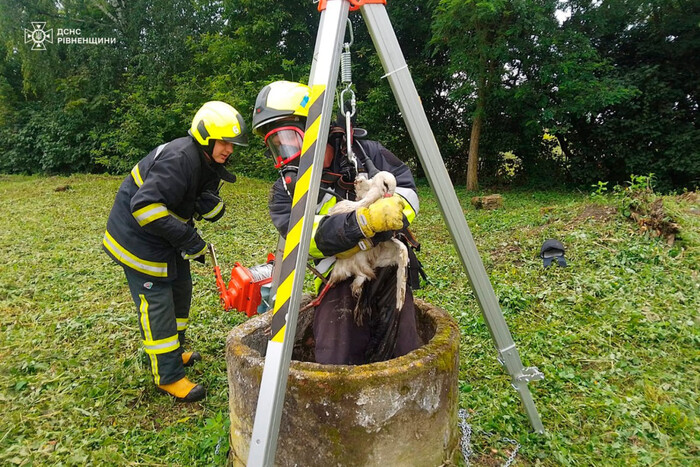 Stork rescued from well, found in Rivne region