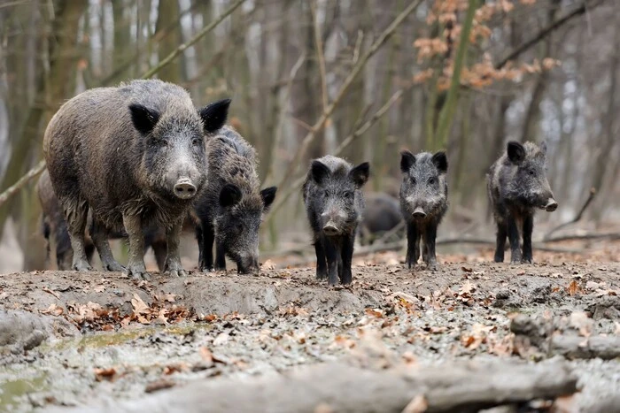 In Budapest tötete ein Mann eine Amerikanerin und brachte die Leiche in den Wald, damit sie von Wildschweinen gefressen wird