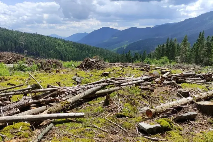 Площа шести міст України. Вирубано Карпатах.