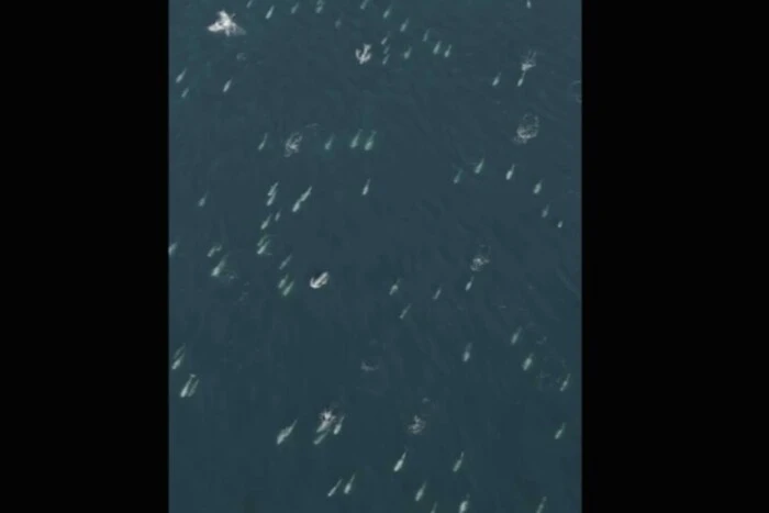 Thousands of dolphins at a drone party