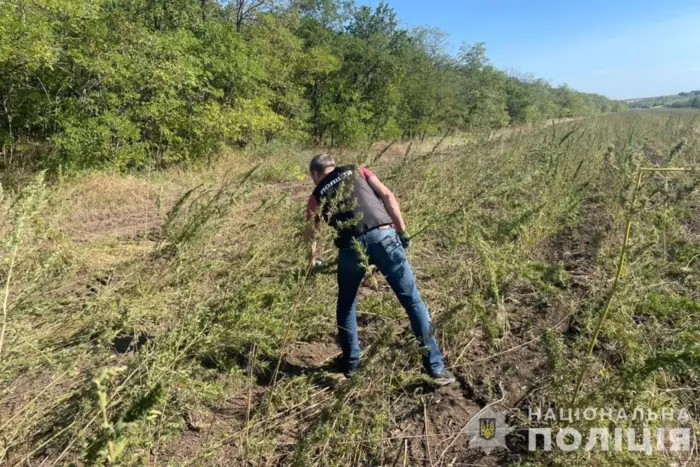 Police discovered over 300,000 cannabis plants in Odessa region (photo)