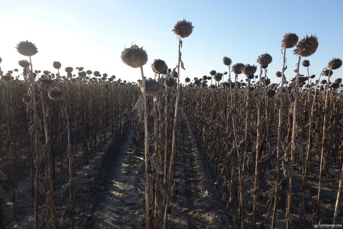 Export of 300 tonnes of sunflower from Luhansk region