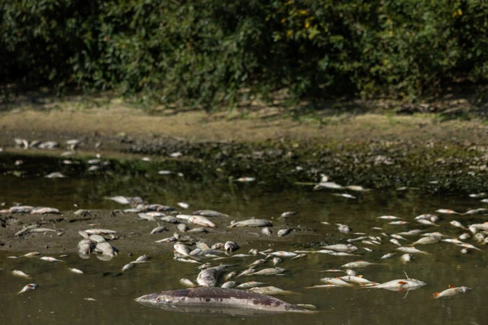 Pollution of the Seim River: ecosystem restoration