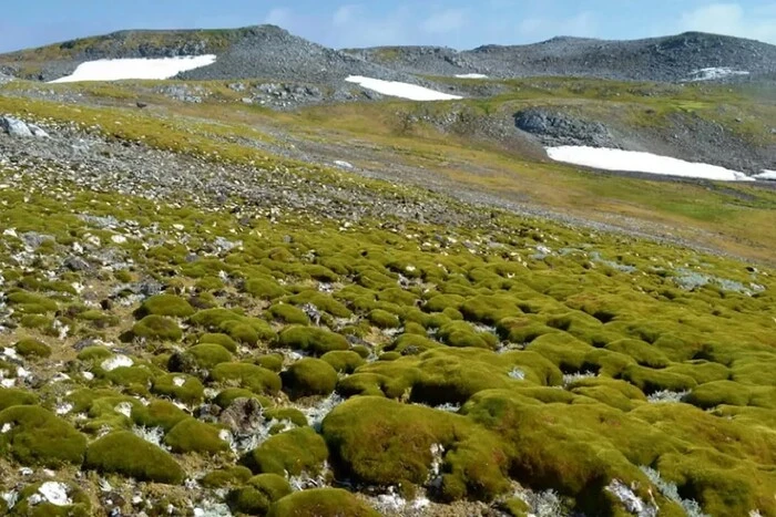 Antarctica turning green: the effect of global warming