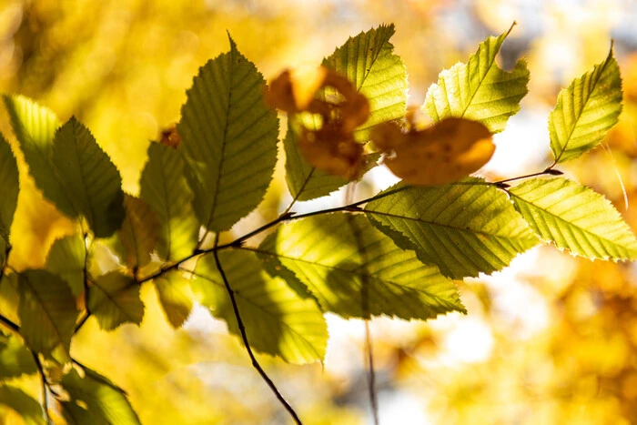 15. September: welchen Feiertag feiern wir heute, Traditionen und Verbote