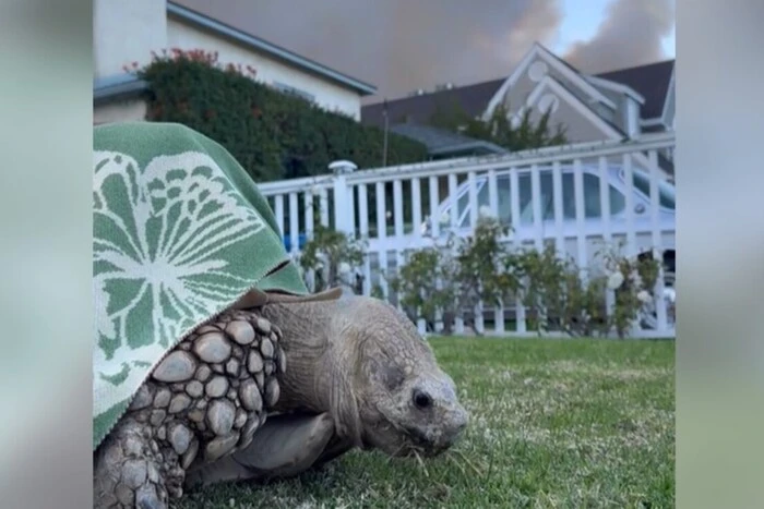 A large turtle rescued during fires in Los Angeles