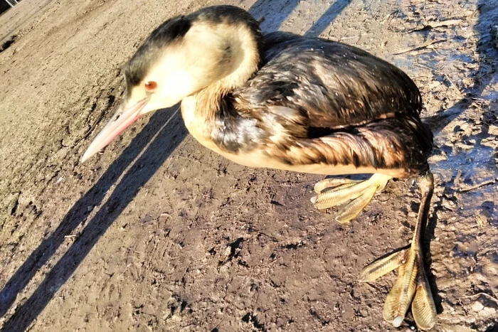 Ökologische Katastrophe. In der Region Odessa wurden Vögel im Öl gesehen (Foto)