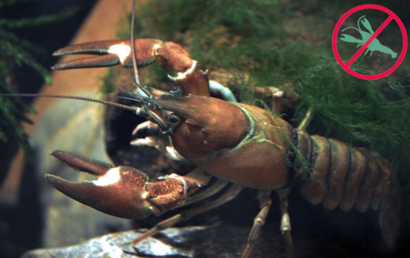 Crayfish Fishing Ban: Consequences for Violators