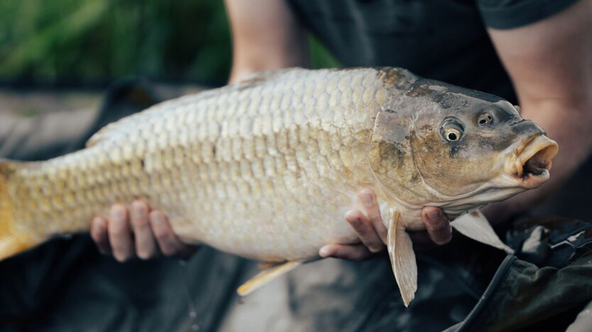 Fast 210 Hrywnja pro Kilo: Was passiert mit den Preisen für Fisch im Januar