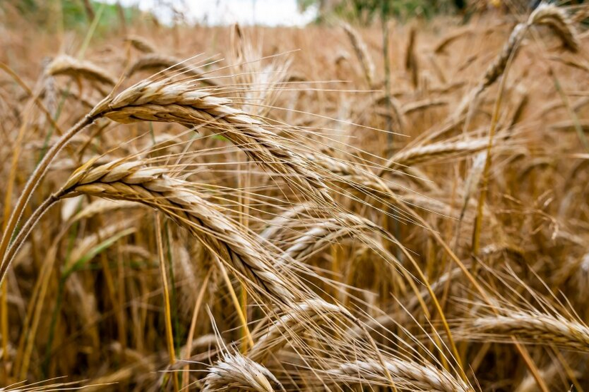 Grain prices may decrease after rising