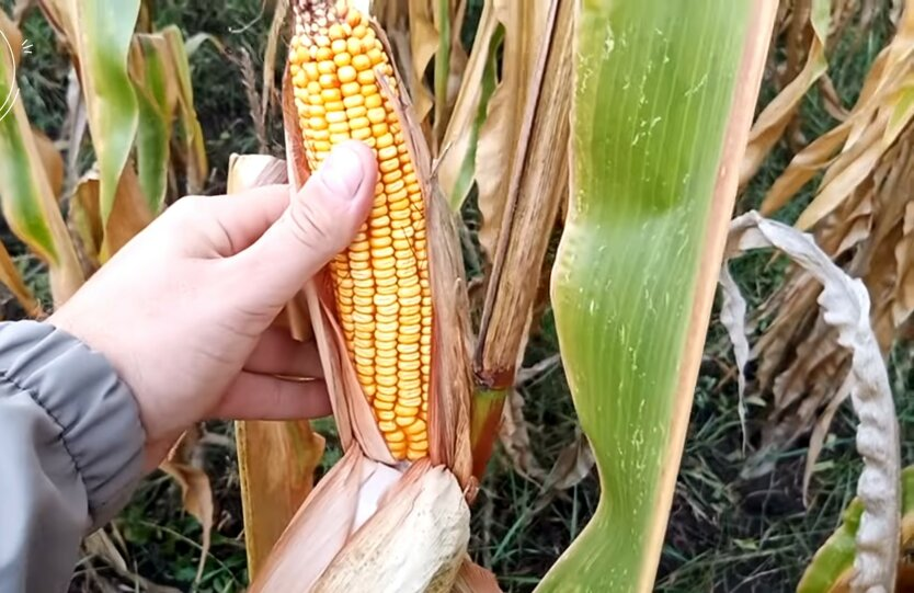 Kyiv corn field