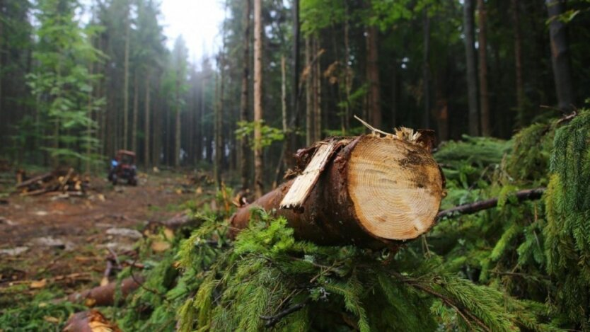 Купа дров і штраф за їх збирання