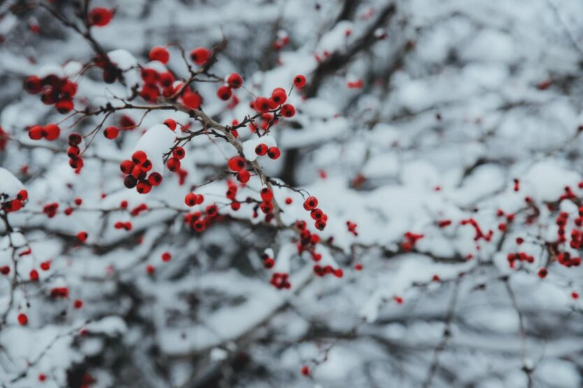 Sunny winter snowfall over the Kyiv region