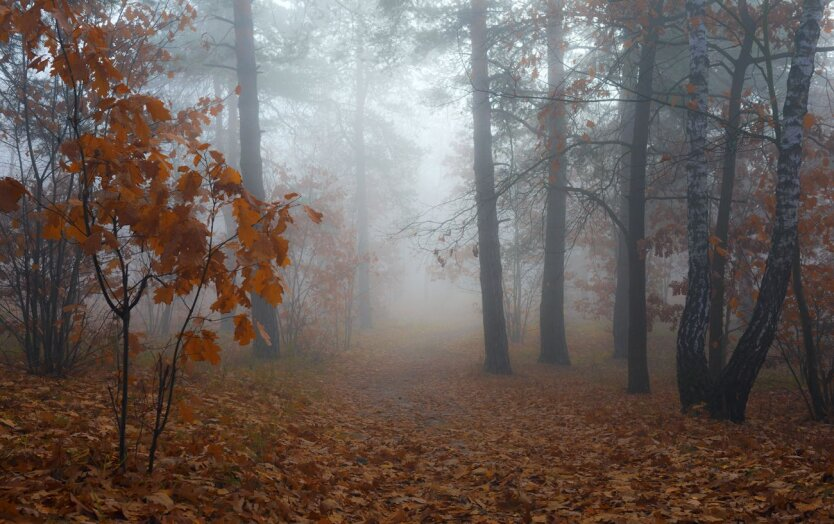 Nächtliche Fröste und morgendlicher Nebel: Meteorologen haben das Wetter für die nächsten Tage vorhergesagt