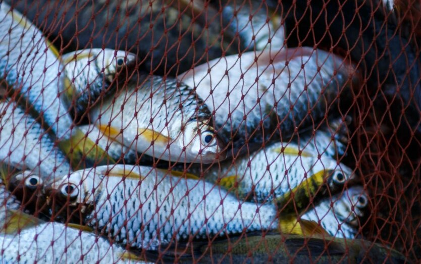 In the photo: auction for fish catch