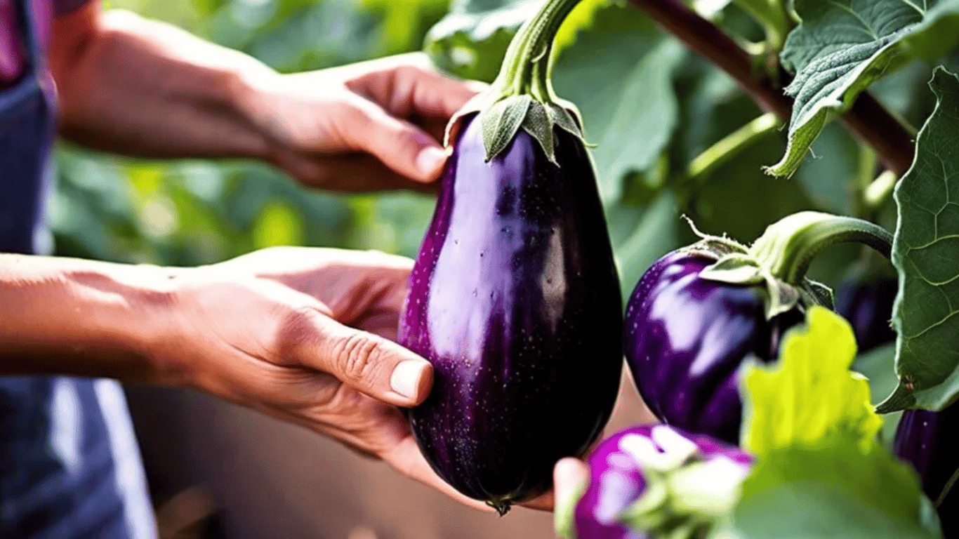 Yellowing leaves on eggplants - why and how to save the harvest in time