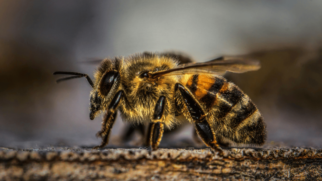 In India, bees attacked an airplane - flight was delayed