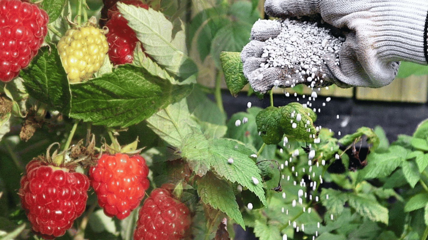 How to fertilize raspberries in July 2025 to harvest boxes