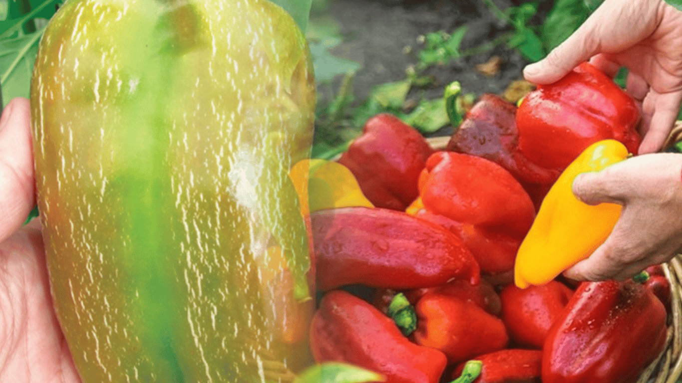 Paprika beginnt im Garten zu reißen – warum und wie man das behebt
