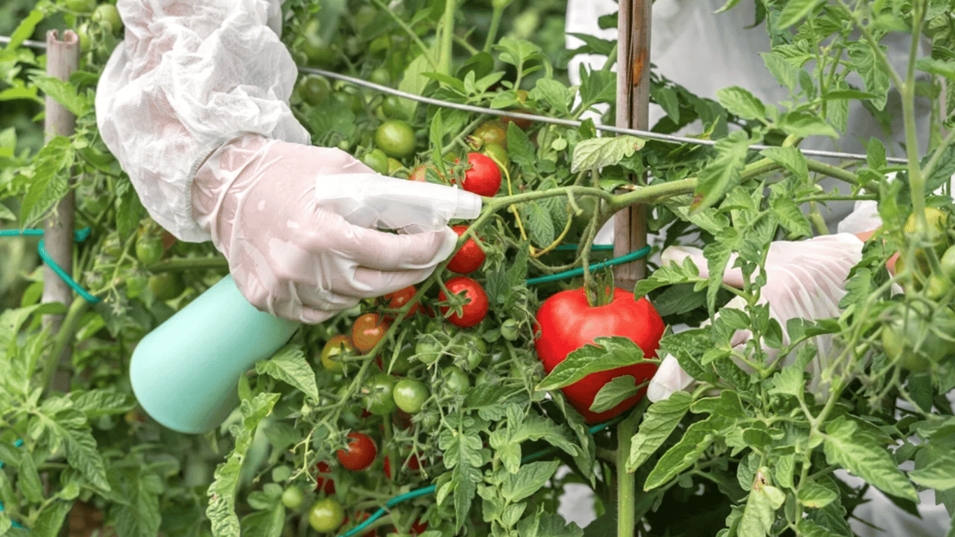 Welche Düngemittel sollten Tomaten im Juli 2025 im Garten unbedingt erhalten?