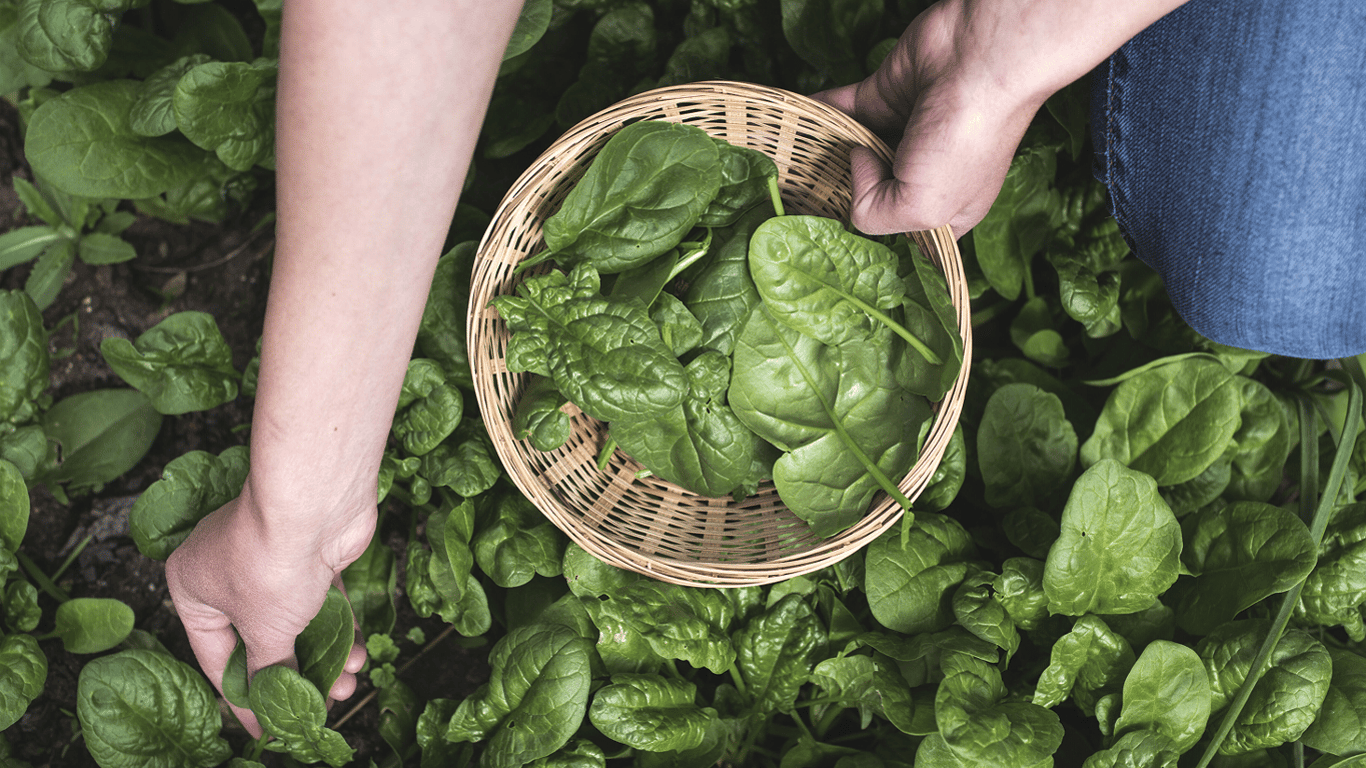 How to care for spinach in the garden in July 2025 - important points