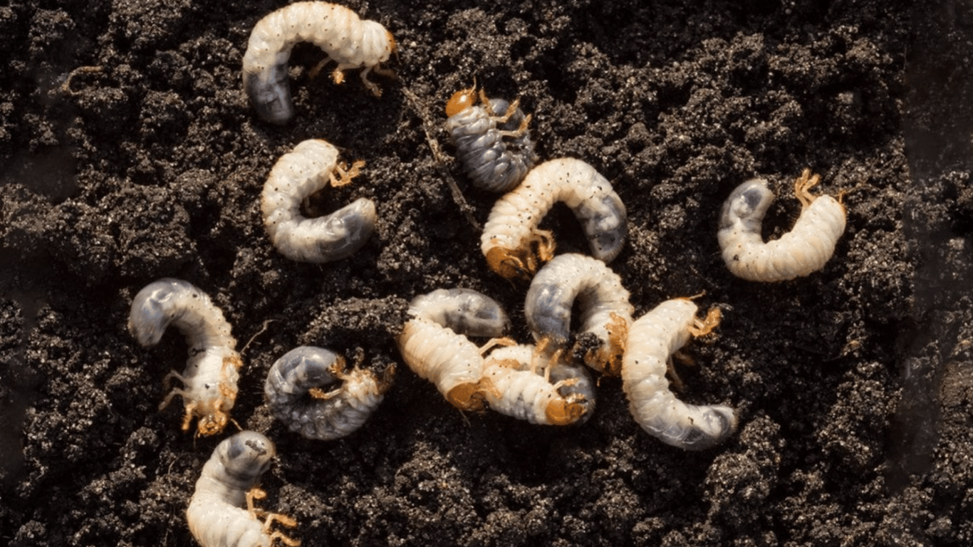 Engerlinge des Käfers im Garten und auf dem Feld - wie man sie loswird