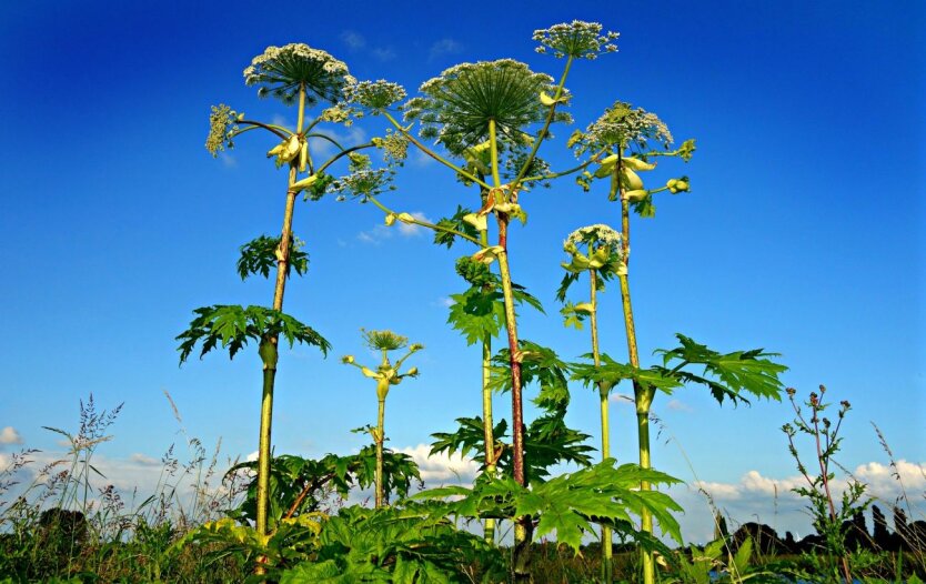 Poisonous plant threatens Ukraine: doctors warned about the consequences