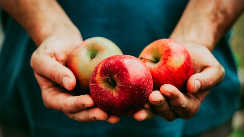 Apple prices have tripled: why the usual fruit has become more expensive than bananas